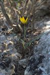 Tulipa sylvestris subsp. australis (Link) Pamp.