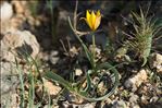 Tulipa sylvestris subsp. australis (Link) Pamp.