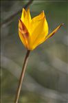 Tulipa sylvestris subsp. australis (Link) Pamp.