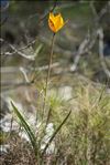 Tulipa sylvestris subsp. australis (Link) Pamp.