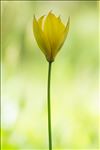 Tulipa sylvestris subsp. australis (Link) Pamp.