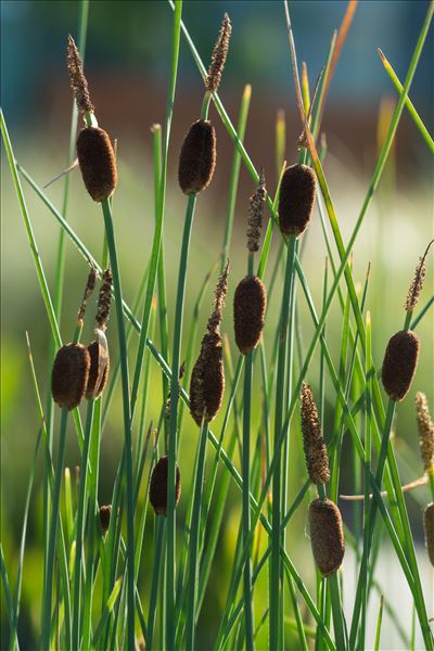 Typha minima Funck