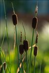 Typha minima Funck