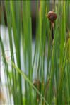 Typha minima Funck