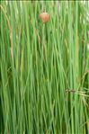 Typha minima Funck