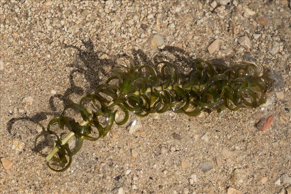 Elodea nuttallii (Planch.) H.St.John