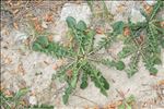 Urospermum dalechampii (L.) Scop. ex F.W.Schmidt