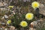 Urospermum dalechampii (L.) Scop. ex F.W.Schmidt