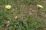 Urospermum dalechampii (L.) Scop. ex F.W.Schmidt