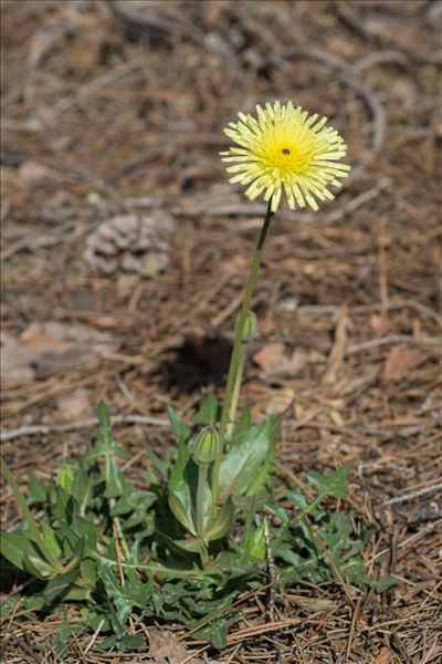 Urospermum dalechampii (L.) Scop. ex F.W.Schmidt