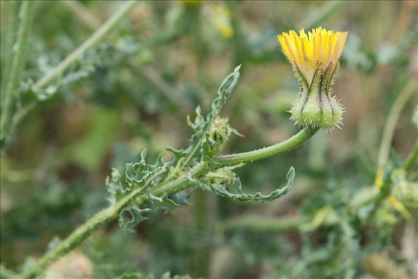 Urospermum picroides (L.) Scop. ex F.W.Schmidt