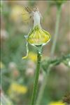 Urospermum picroides (L.) Scop. ex F.W.Schmidt