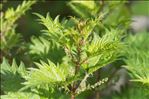 Urtica atrovirens Req. ex Loisel.