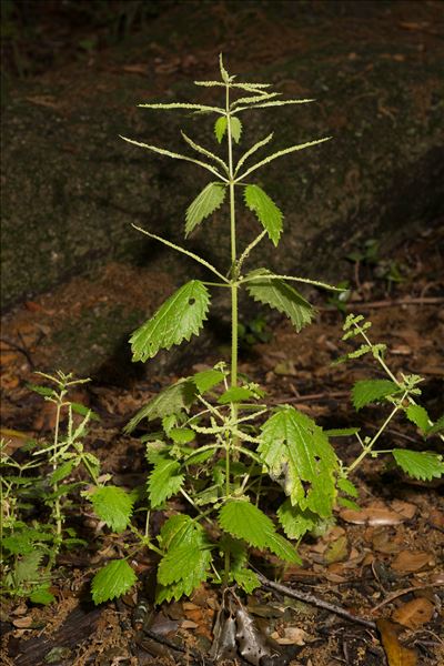 Urtica membranacea Poir.