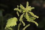 Urtica membranacea Poir.