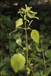 Urtica membranacea Poir.