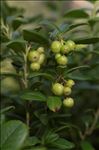 Vaccinium vitis-idaea L. subsp. vitis-idaea