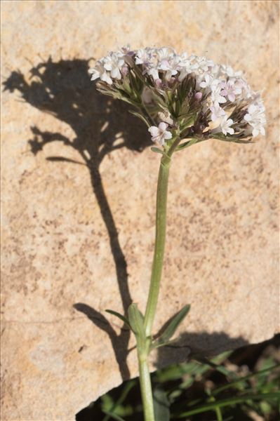 Valeriana apula Pourr.