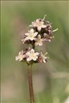 Valeriana celtica L.