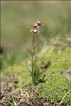 Valeriana celtica L.