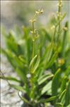 Valeriana celtica L.