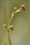 Valeriana celtica L.