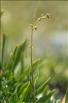 Valeriana celtica L.