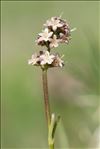 Valeriana celtica L.