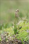 Valeriana celtica L.