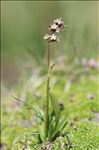 Valeriana celtica L.