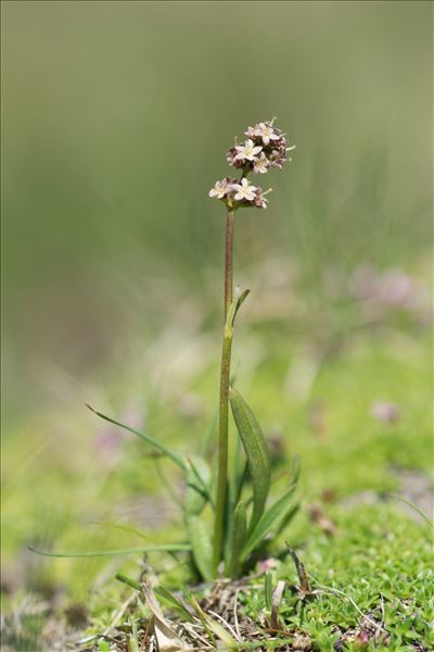 Valeriana celtica L.