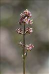 Valeriana celtica L.