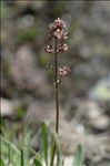 Valeriana celtica L.