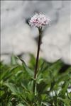 Valeriana montana L. f. montana 