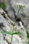Valeriana montana L. f. montana 