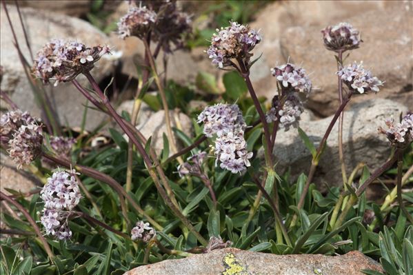 Valeriana saliunca All.