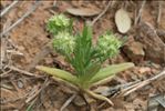 Valerianella discoidea (L.) Loisel.