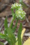 Valerianella discoidea (L.) Loisel.