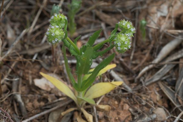 Valerianella discoidea (L.) Loisel.