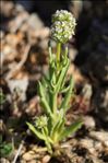 Valerianella discoidea (L.) Loisel.