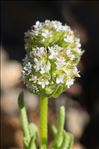 Valerianella discoidea (L.) Loisel.