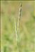 Elytrigia repens (L.) Desv. ex Nevski subsp. repens