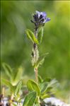 Veronica alpina L.