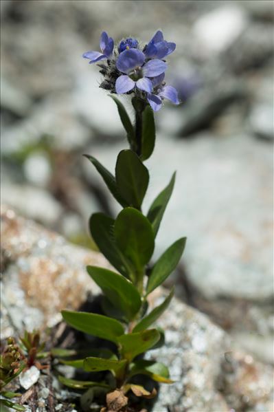 Veronica alpina L.