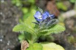 Veronica alpina L.