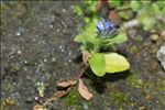 Veronica alpina L.