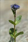 Veronica alpina L.