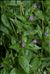 Epilobium alsinifolium Vill.