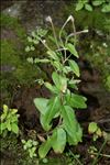 Epilobium alsinifolium Vill.