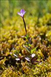 Epilobium alsinifolium Vill.